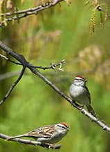 Two chipping sparrows