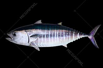 Bluefin tuna isolated on black background