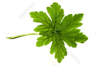 Geranium leaf