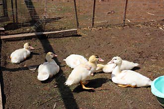 White ducks Muscovy ducks in a pen rest, bask in the sun . Farm.