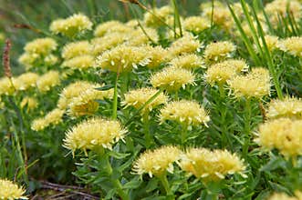 Rhodiola rosea