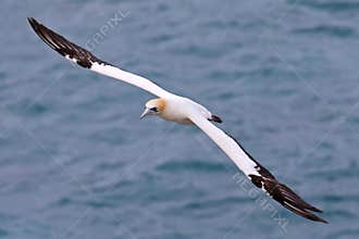 Australasian gannet in flight, New Zealand
