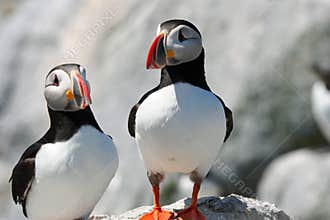 Puffin pair
