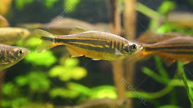 Closeup of a giant danio fish swimming in the aquarium, tropical minnow specie from the rivers of Asia