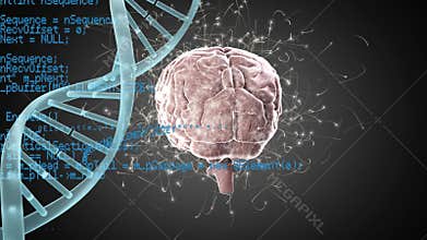 Digital brain and DNA helix