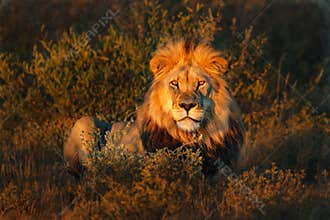 Beautiful Lion Caesar in the golden grass of Masai Mara, Kenya