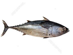 Tuna