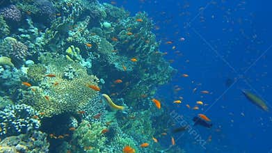 Tropical coral reef. Underwater fishes in Ras Mohamed, Sharm el Sheikh, Egypt