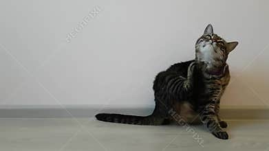 Young skinny house cat with the purple collar scratched against the light walls. Fleas in a pet. Allergy. An unhealthy animal.
