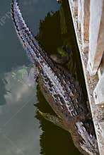 Wildlife: Wild Swamp Crocodile Swimming in Lagoon in Jungle