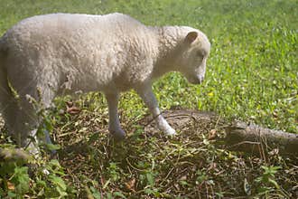 Cute white lamb in countryside. Small fluffy sheep in pasture. Farm animals concept. Friendly domestic lamb.
