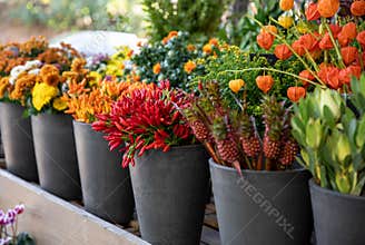 Variety of freshly cut autumn seasonal flowers - chrysanthemums, orange and red chili peppers, physalis peruviana plant at the