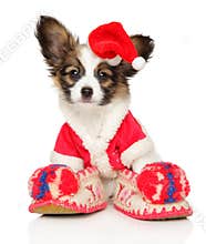 Papillon dog puppy in Christmas hat on white