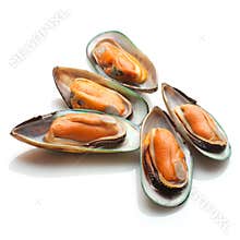 Mussels