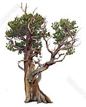 Cut out Bristlecone Pine with twisted trunk