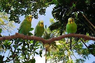 Parakeet green and yellow birds under canopy of tree branches