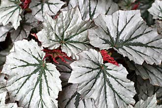 Angel-wing begonia