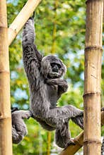 Silvery gibbon, Hylobates moloch in the zoo