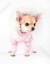 Glamorous chihuahua puppy dressed in a pink jacket