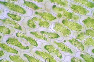 Plant cell under the microscope view for education