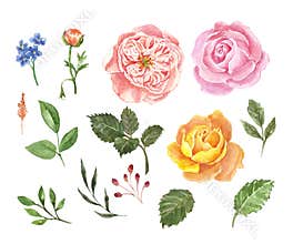 Watercolor collection of pink and orange roses, buds and green leaves on white background. Hand drawn beautiful flowers