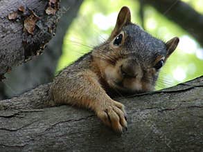 Brown Squirrel