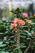 Euphorbia milii Ch