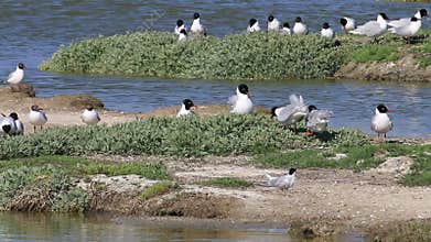Black-headed and fighting Mediterranean gulls, breeding season, Noirmoutier, France