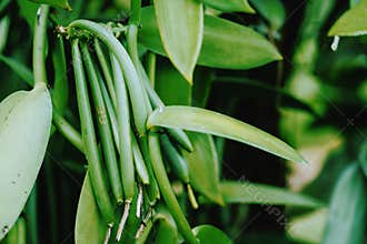 Vanilla planifolia. Close up of bean pods on agriculture tropical climate plantation