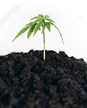 Hemp bush grows from the soil to isolate the hemp on white background. Indoor cultivation. The Cultivation Of Cannabis Plants.