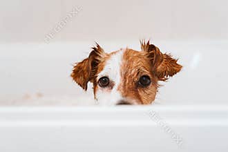 cute lovely small dog wet in bathtub, clean dog. Pets indoors