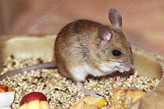 Spinifex hopping mouse