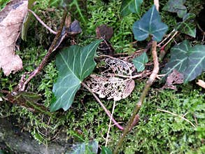 Selective focus close up of winter moss and ivy and a leaf skeleton on damp stone