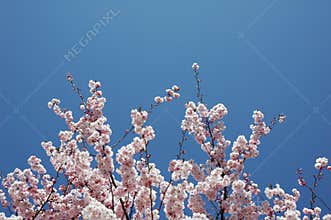 Cherry Blossom Tree