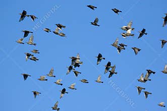 Birds