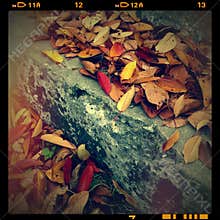 Fall