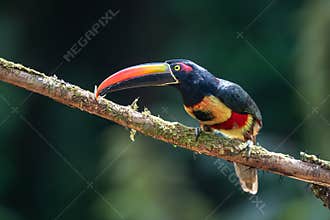 Fiery-billed Aracari