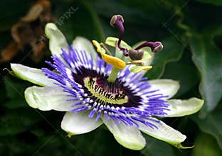 Blue Passion Flower