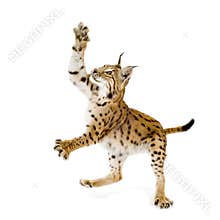 Lynx (2 years)