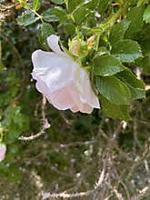 climbing rose blooms in a city flower bed