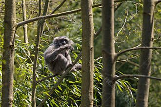 Silvery Gibbon - Hylobates moloch, beautiful primate