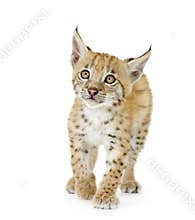 Lynx cub (2 mounths)