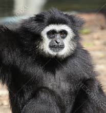 White-handed gibbon