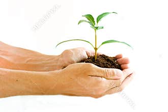 Hands holding seedling plant