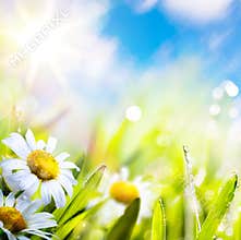 Art abstract background springr flower in grass on sun sky