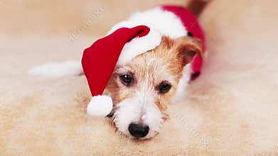 Happy cute dog puppy wearing red santa hat, christmas, new year holiday pet