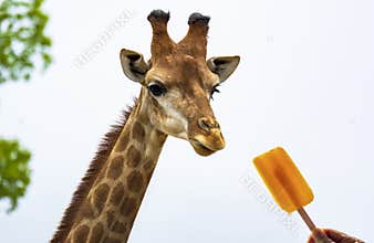 Cool the giraffe
