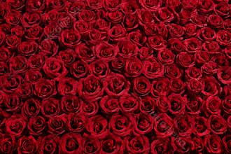 Bed of roses