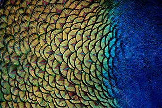 Peacock Feathers Close-Up