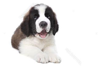 Cute Saint Bernard Purebred Puppy